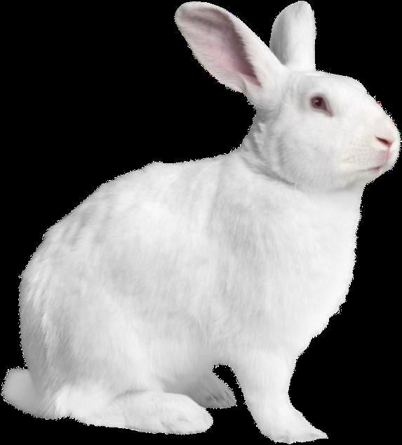 conejo raza 1